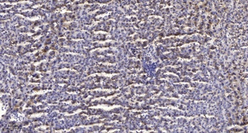 MRP-L22 rabbit pAb