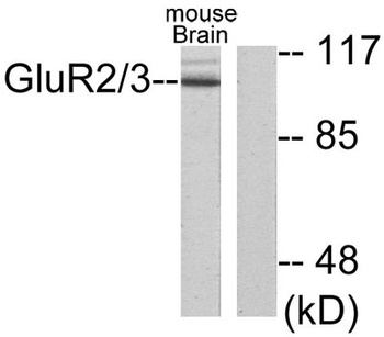 mGluR-2/3 rabbit pAb
