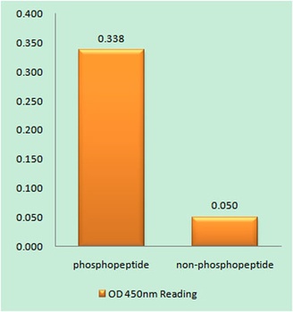 Rac GAP1 (phospho Ser387) rabbit pAb