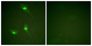 Rac GAP1 (phospho Ser387) rabbit pAb