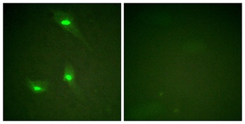 Rac GAP1 (phospho-Ser387) antibody