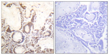 Rac GAP1 (phospho Ser387) rabbit pAb