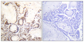 Rac GAP1 (phospho-Ser387) antibody