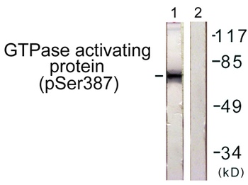 Rac GAP1 (phospho-Ser387) antibody