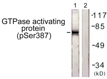 Rac GAP1 (phospho Ser387) rabbit pAb