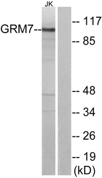 mGluR7 antibody