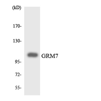 mGluR7 antibody