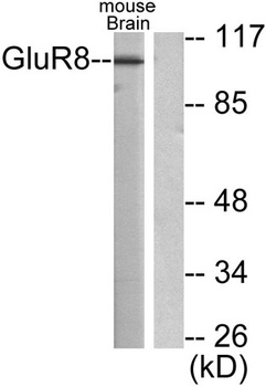 mGluR-8 antibody