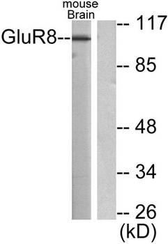 mGluR-8 rabbit pAb