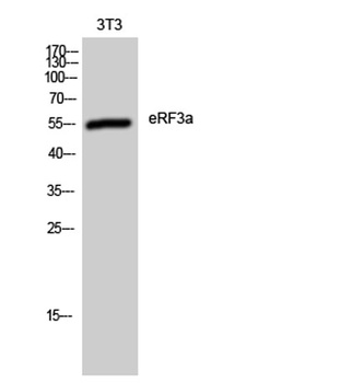 eRF3a rabbit pAb Antibody