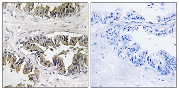 eRF3a rabbit pAb Antibody