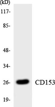 CD30-L rabbit pAb