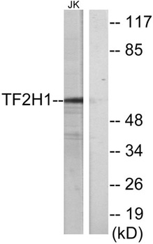 TFIIH p62 antibody