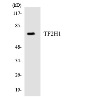 TFIIH p62 antibody