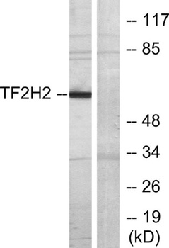 TFIIH p44 rabbit pAb