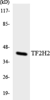 TFIIH p44 rabbit pAb