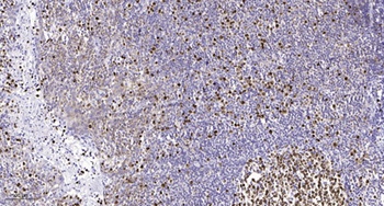 TFIIH p44 antibody