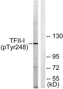 TFII-I (phospho-Tyr248) antibody