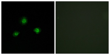 UBN-1 rabbit pAb Antibody