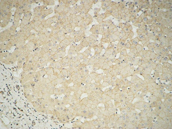 Glucuronidase β rabbit pAb