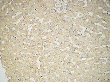 Glucuronidase β rabbit pAb