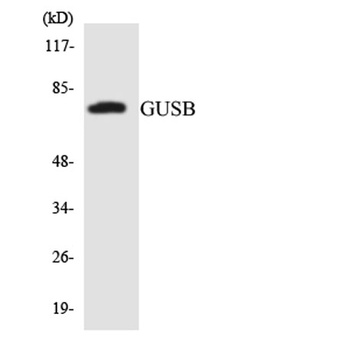 Glucuronidase beta antibody