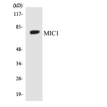Mic-1 antibody