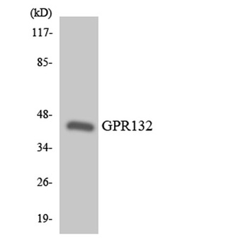 GPR132 antibody