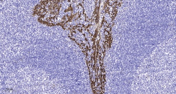 GPR132 antibody