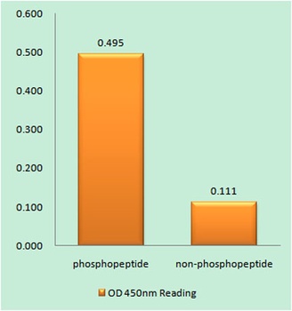 Glycogen Synthase 1 (phospho-Ser645) antibody