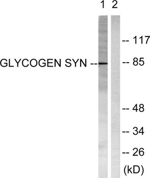 Glycogen Synthase 1 rabbit pAb