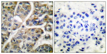 Granzyme B/H antibody