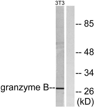 Granzyme B/H antibody