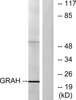 Granzyme H antibody