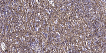 Granzyme H antibody