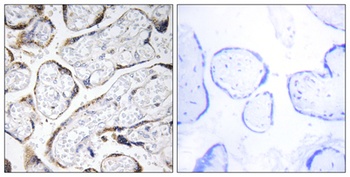Fibulin-4 rabbit pAb