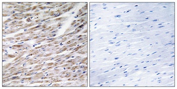 Granzyme A antibody