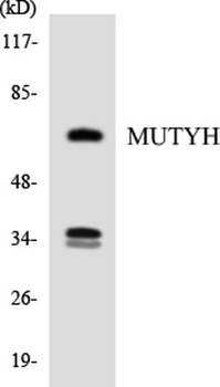 Granzyme A antibody