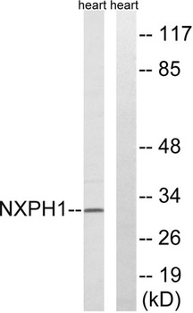 Neurexophilin-1 antibody
