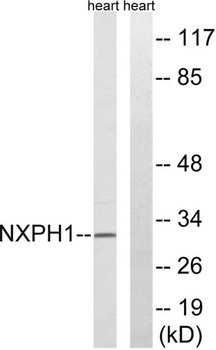 Neurexophilin-1 rabbit pAb