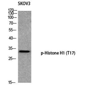 Histone H1 (phospho Thr17) rabbit pAb