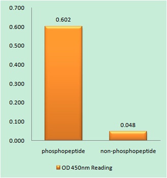 Histone H1 (phospho Thr17) rabbit pAb