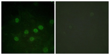 Histone H1 (phospho Thr17) rabbit pAb