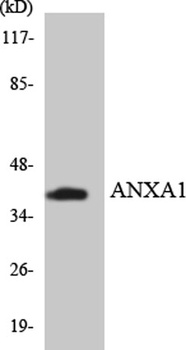 Annexin I rabbit pAb