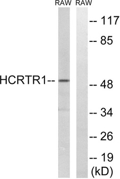 Orexin R-1 rabbit pAb