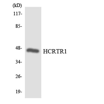 Orexin R-1 rabbit pAb