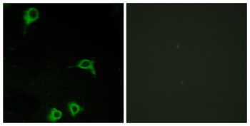 EMR2 antibody