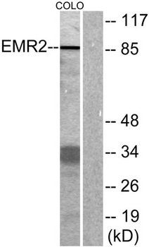 EMR2 rabbit pAb