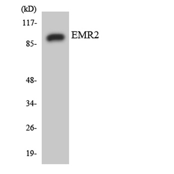 EMR2 rabbit pAb