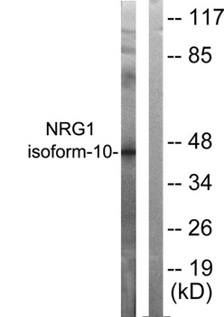 Neuregulin-1 SMDF antibody
